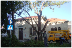 Uklonjeno stablo kamfora